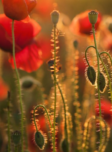 flowers, poppies, buds-1434536.jpg